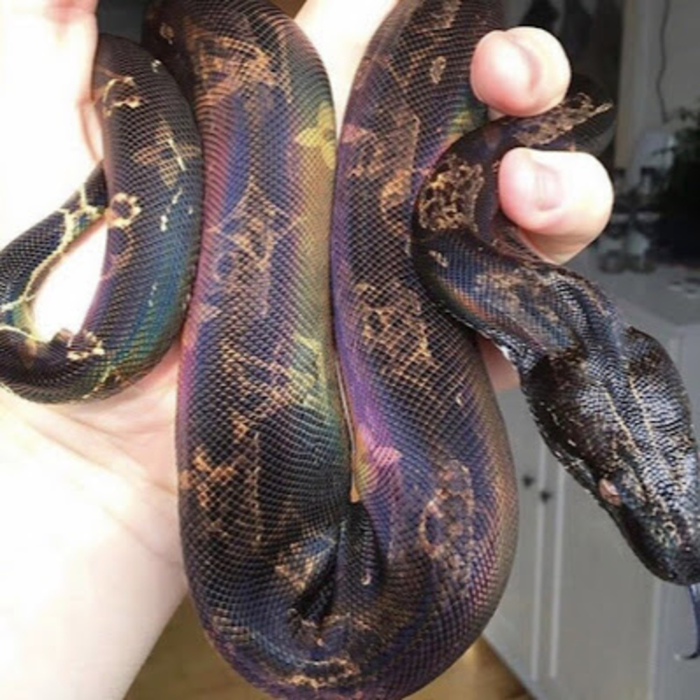 Meet your Posher, Brenda